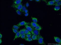 MRPL19 Rabbit anti-Human, Mouse, Rat, Polyclonal, Proteintech 150 &mu;L;
