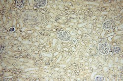 MRPL19 Rabbit anti-Human, Mouse, Rat, Polyclonal, Proteintech 150 &mu;L;