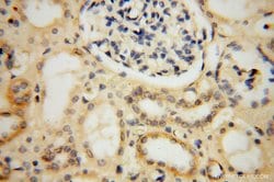 MRPL19 Rabbit anti-Human, Mouse, Rat, Polyclonal, Proteintech 150 &mu;L;
