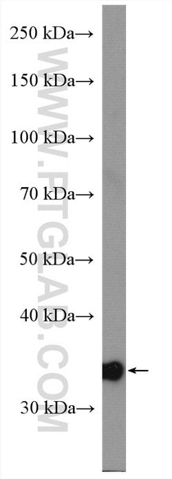 MRPL19 Rabbit anti-Human, Mouse, Rat, Polyclonal, Proteintech 150 &mu;L;