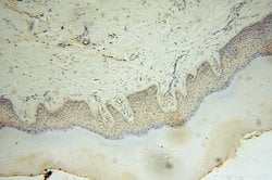RNASEH2C Rabbit anti-Human, Polyclonal, Proteintech 150 &mu;L; Unconjugated:Antibodies,