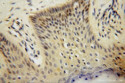 RNASEH2C Rabbit anti-Human, Polyclonal, Proteintech 150 &mu;L; Unconjugated:Antibodies,