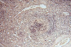 RNASEH2C Rabbit anti-Human, Polyclonal, Proteintech 150 &mu;L; Unconjugated:Antibodies,
