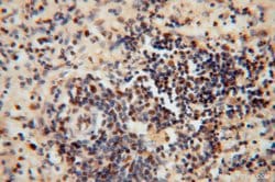 RNASEH2C Rabbit anti-Human, Polyclonal, Proteintech 150 &mu;L; Unconjugated:Antibodies,