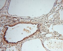 RNASEH2C Rabbit anti-Human, Polyclonal, Proteintech 150 &mu;L; Unconjugated:Antibodies,