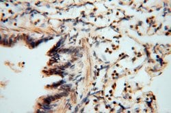 RNASEH2C Rabbit anti-Human, Polyclonal, Proteintech 150 &mu;L; Unconjugated:Antibodies,