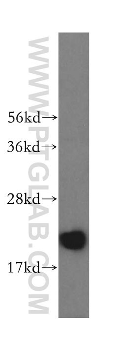 RNASEH2C Rabbit anti-Human, Polyclonal, Proteintech 150 &mu;L; Unconjugated:Antibodies,