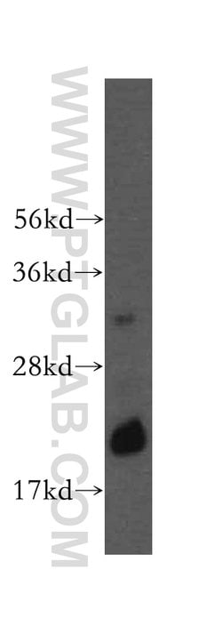 RNASEH2C Rabbit anti-Human, Polyclonal, Proteintech 150 &mu;L; Unconjugated:Antibodies,