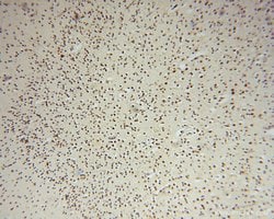 RNASEH2C Rabbit anti-Human, Polyclonal, Proteintech 150 &mu;L; Unconjugated:Antibodies,