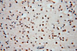RNASEH2C Rabbit anti-Human, Polyclonal, Proteintech 150 &mu;L; Unconjugated:Antibodies,