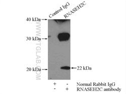 RNASEH2C Rabbit anti-Human, Polyclonal, Proteintech 150 &mu;L; Unconjugated:Antibodies,