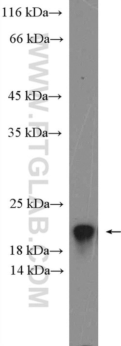 RNASEH2C Rabbit anti-Human, Polyclonal, Proteintech 150 &mu;L; Unconjugated:Antibodies,