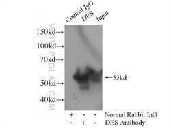 Desmin Rabbit anti-Human, Mouse, Rat, Polyclonal, Proteintech 150 &mu;L | Buy Online | Proteintech Group Inc | Fisher Scientific