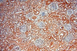 LARP4 Rabbit anti-Human, Mouse, Rat, Polyclonal, Proteintech 150 &mu;L;
