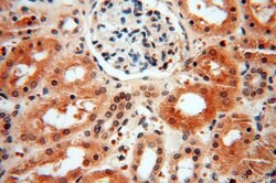 LARP4 Rabbit anti-Human, Mouse, Rat, Polyclonal, Proteintech 150 &mu;L;