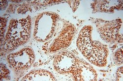 LARP4 Rabbit anti-Human, Mouse, Rat, Polyclonal, Proteintech 150 &mu;L;