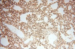 LARP4 Rabbit anti-Human, Mouse, Rat, Polyclonal, Proteintech 150 &mu;L;
