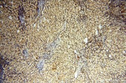 LARP4 Rabbit anti-Human, Mouse, Rat, Polyclonal, Proteintech 150 &mu;L;
