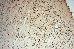 LARP4 Rabbit anti-Human, Mouse, Rat, Polyclonal, Proteintech 150 &mu;L;