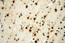 LARP4 Rabbit anti-Human, Mouse, Rat, Polyclonal, Proteintech 150 &mu;L;