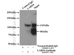 LARP4 Rabbit anti-Human, Mouse, Rat, Polyclonal, Proteintech 150 &mu;L;