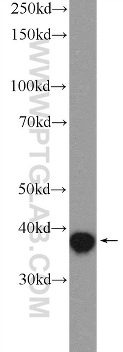 MRPS9 Rabbit anti-Human, Mouse, Rat, Polyclonal, Proteintech:Antibodies:Primary