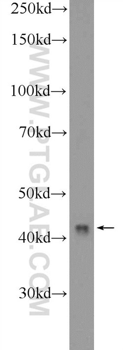 MRPS9 Rabbit anti-Human, Mouse, Rat, Polyclonal, Proteintech:Antibodies:Primary
