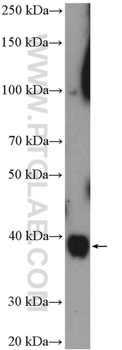 MRPS9 Rabbit anti-Human, Mouse, Rat, Polyclonal, Proteintech:Antibodies:Primary