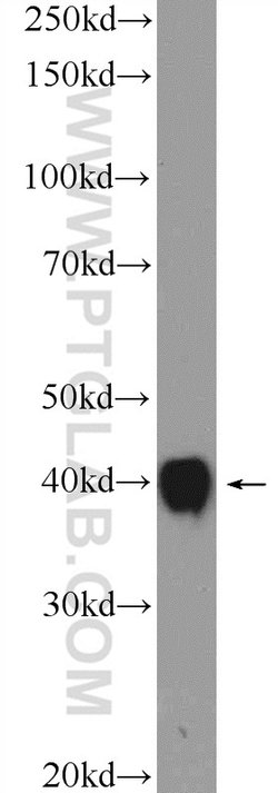 MRPS9 Rabbit anti-Human, Mouse, Rat, Polyclonal, Proteintech:Antibodies:Primary