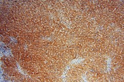 CYP2C8 Rabbit anti-Human, Polyclonal, Proteintech:Antibodies:Primary Antibodies