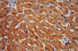 CYP2C8 Rabbit anti-Human, Polyclonal, Proteintech:Antibodies:Primary Antibodies