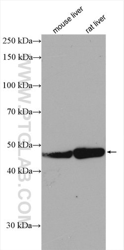 CYP2C8 Rabbit anti-Human, Polyclonal, Proteintech:Antibodies:Primary Antibodies