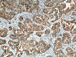 Napsin A Rabbit anti-Human, Mouse, Polyclonal, Proteintech 150 &mu;L; Unconjugated:Antibodies,