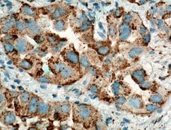 Napsin A Rabbit anti-Human, Mouse, Polyclonal, Proteintech 150 &mu;L; Unconjugated:Antibodies,