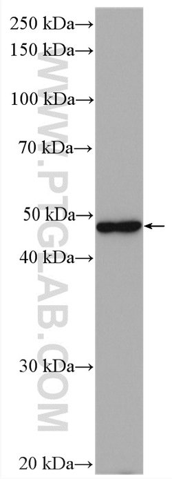 Napsin A Rabbit anti-Human, Mouse, Polyclonal, Proteintech 150 &mu;L; Unconjugated:Antibodies,