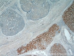 MRPL3 Rabbit anti-Human, Mouse, Rat, Polyclonal, Proteintech 150 &mu;L;