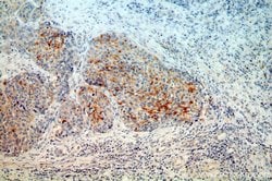 MRPL3 Rabbit anti-Human, Mouse, Rat, Polyclonal, Proteintech 150 &mu;L;