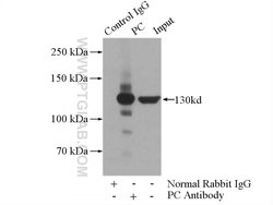 Pyruvate Carboxylase Rabbit anti-Human, Mouse, Rat, Polyclonal, Proteintech