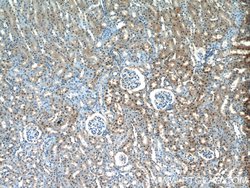 OTUD7B Rabbit anti-Human, Mouse, Rat, Polyclonal, Proteintech 150 &mu;L;