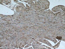 OTUD7B Rabbit anti-Human, Mouse, Rat, Polyclonal, Proteintech 150 &mu;L;