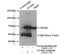 ATAD3 Rabbit anti-Human, Mouse, Rat, Polyclonal, Proteintech 150 &mu;L;