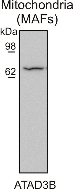ATAD3 Rabbit anti-Human, Mouse, Rat, Polyclonal, Proteintech 150 &mu;L;