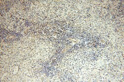 MRPL46 Rabbit anti-Human, Mouse, Rat, Polyclonal, Proteintech:Antibodies:Primary