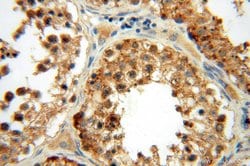 MRPL46 Rabbit anti-Human, Mouse, Rat, Polyclonal, Proteintech:Antibodies:Primary