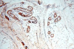 MRPL46 Rabbit anti-Human, Mouse, Rat, Polyclonal, Proteintech:Antibodies:Primary