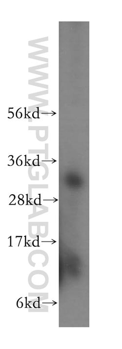 MRPL46 Rabbit anti-Human, Mouse, Rat, Polyclonal, Proteintech:Antibodies:Primary
