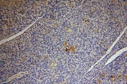 BCL2L13 Rabbit anti-Human, Mouse, Rat, Polyclonal, Proteintech 150 &mu;L;
