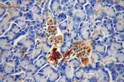 BCL2L13 Rabbit anti-Human, Mouse, Rat, Polyclonal, Proteintech 150 &mu;L;