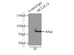 BCL2L13 Rabbit anti-Human, Mouse, Rat, Polyclonal, Proteintech 150 &mu;L;