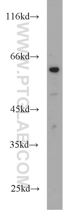 LAG-3 Rabbit anti-Human, Mouse, Rat, Polyclonal, Proteintech:Antibodies:Primary